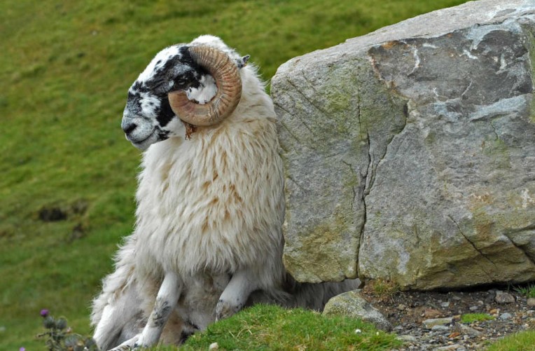 Schoene Aussichten Touristik_Irland_pixabay_ireland-873801_1920